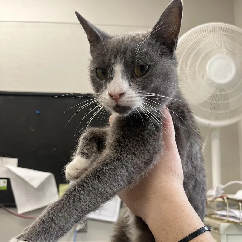 A young small-sized female Gray / Blue / Silver Domestic Short Hair cat named Cardinal for adoption in Columbiana, AL