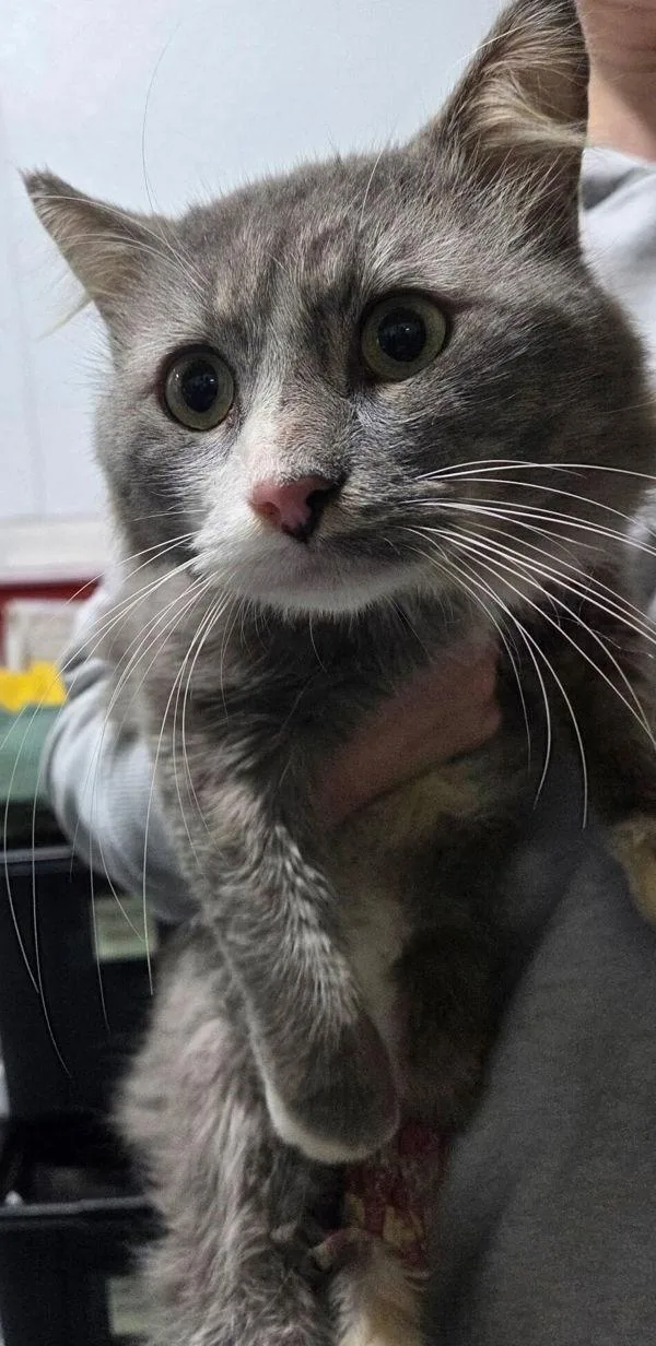 An adult medium-sized male Domestic Long Hair cat named Fitz for adoption in Dallas, GA