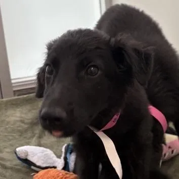 A baby medium-sized female Mixed Breed dog named Mary for adoption in Middletown, RI
