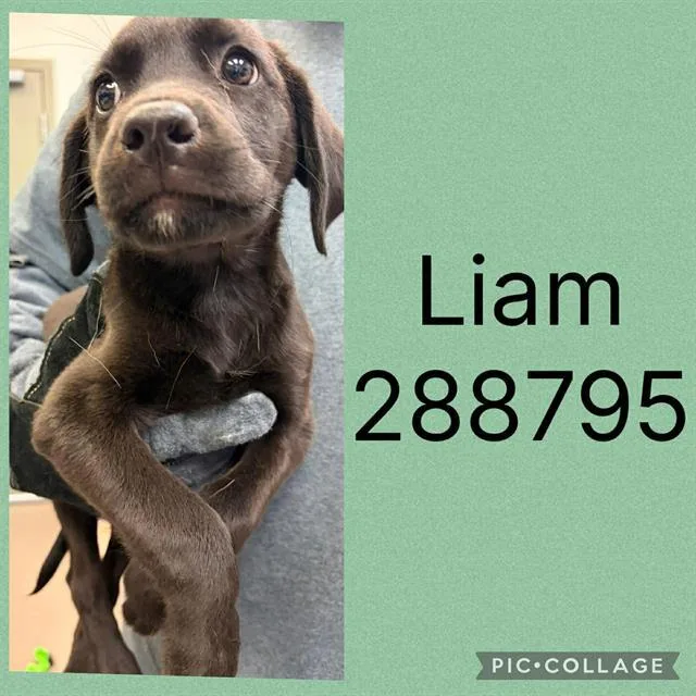A baby small-sized male Mixed Breed dog named Liam for adoption in Macon, GA