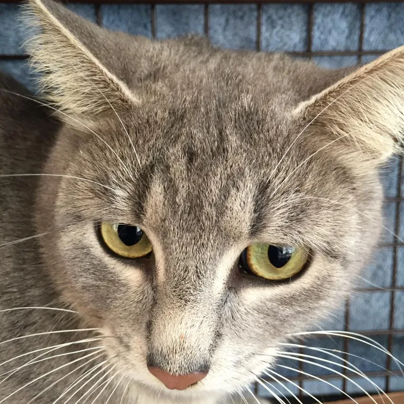 A senior small-sized female Gray / Blue / Silver Domestic Short Hair cat named Mimi Rockbridge for adoption in Merrifield, VA
