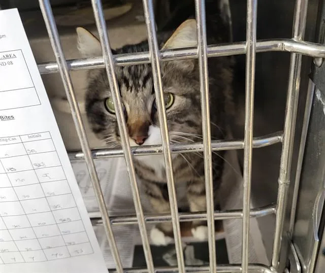 An adult medium-sized male Domestic Medium Hair cat named Kesey for adoption in Anchorage, AK