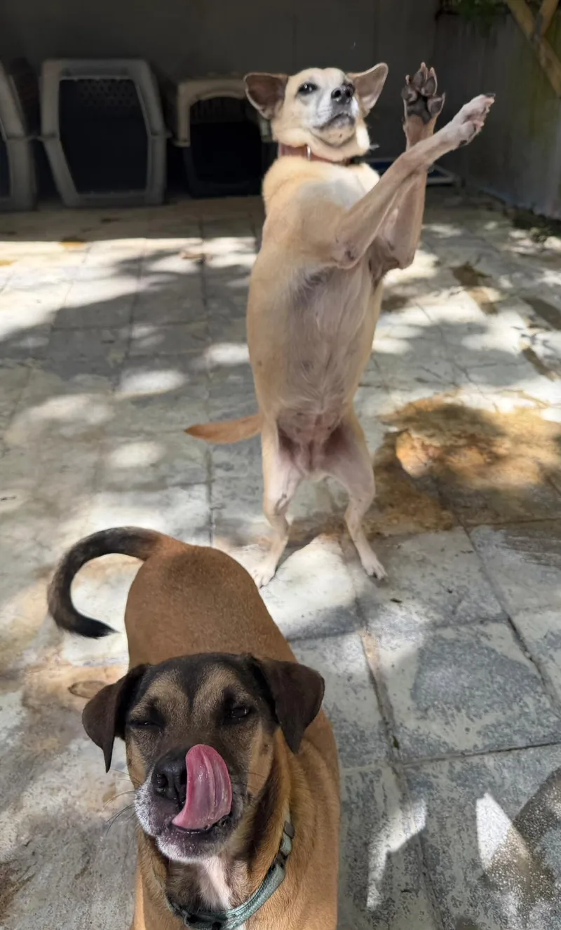 Salem & Harlem thumbnail 5