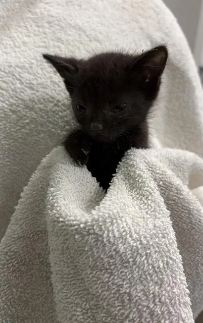 A baby medium-sized female Domestic Short Hair cat named Ellie for adoption in Rosenberg, TX