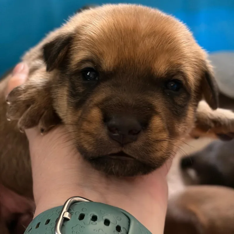 A baby large-sized male Brown / Chocolate Mixed Breed dog named Linus for adoption in Kansas City, MO