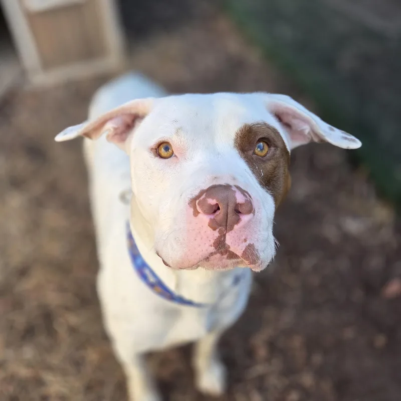 Hudson Meatball thumbnail 2