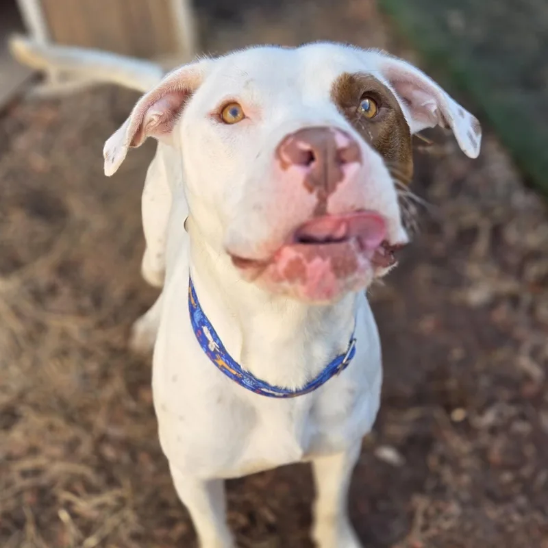 Hudson Meatball thumbnail 3