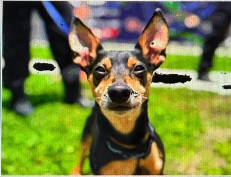A senior small-sized male Miniature Pinscher dog named Broccoli for adoption in Melbourne Beach, FL