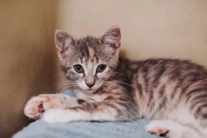 A baby small-sized female Domestic Short Hair cat named A Medusapetsmart James Island for adoption in North Charleston, SC