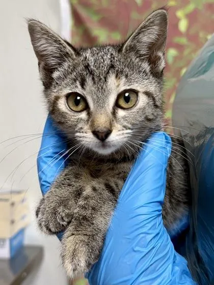 A young small-sized female Domestic Short Hair cat named Ramen for adoption in San Antonio, TX