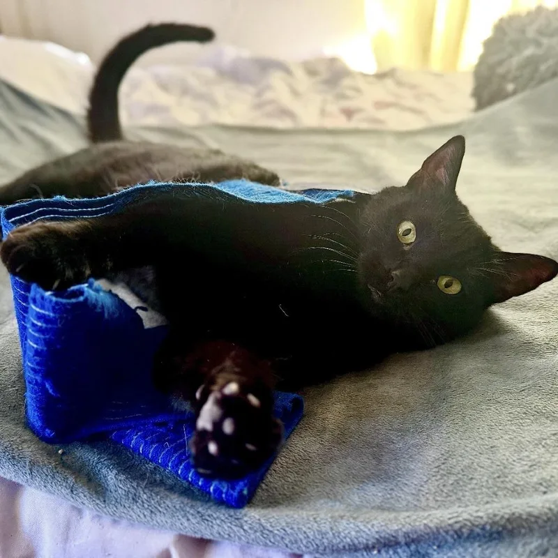 A young medium-sized female Black Domestic Short Hair cat named Night for adoption in Kanab, UT