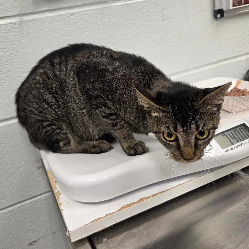 A young medium-sized female Brown / Chocolate Domestic Short Hair cat named Brownie for adoption in Chattanooga, TN