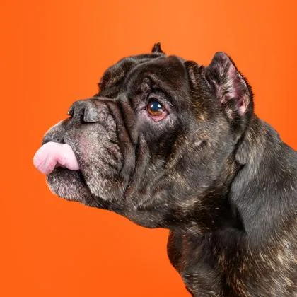 A senior medium-sized male American Bulldog dog named Babu for adoption in Mount Holly, NJ