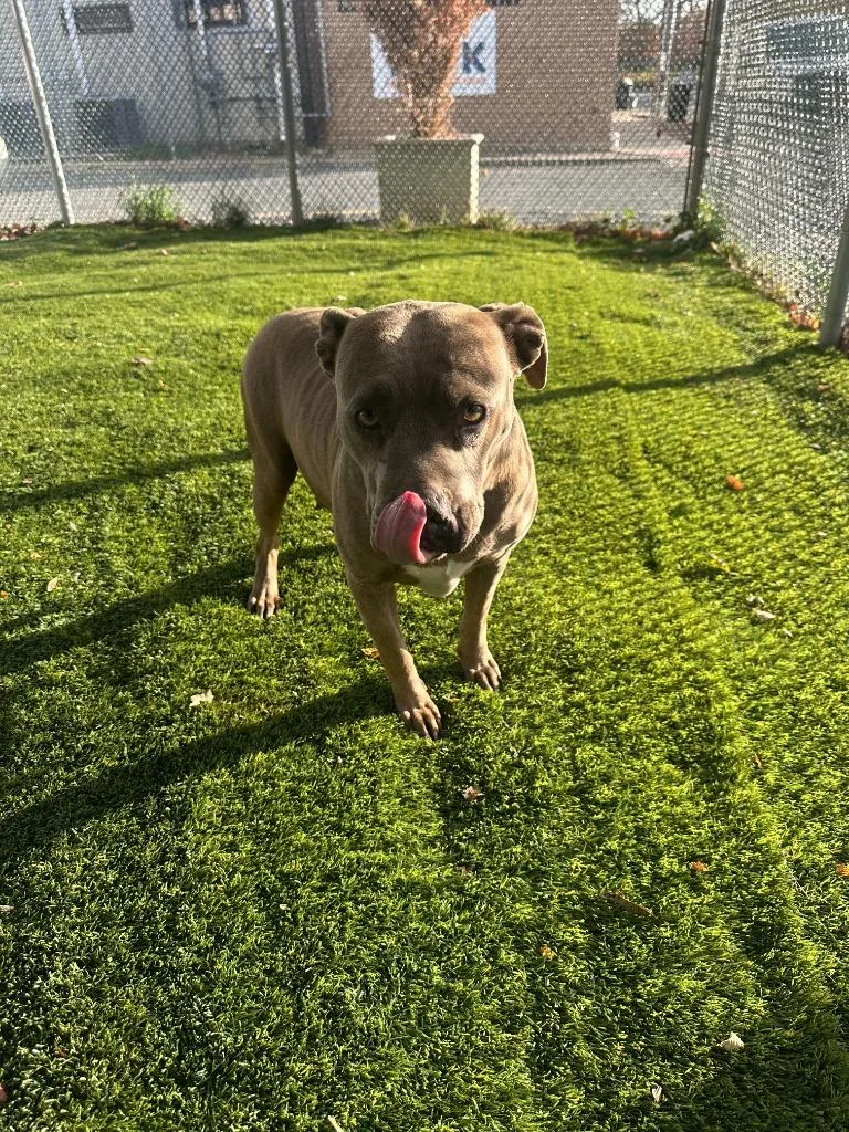 A young medium-sized female Brown / Chocolate Pit Bull Terrier dog named Barbie for adoption in Trenton, NJ