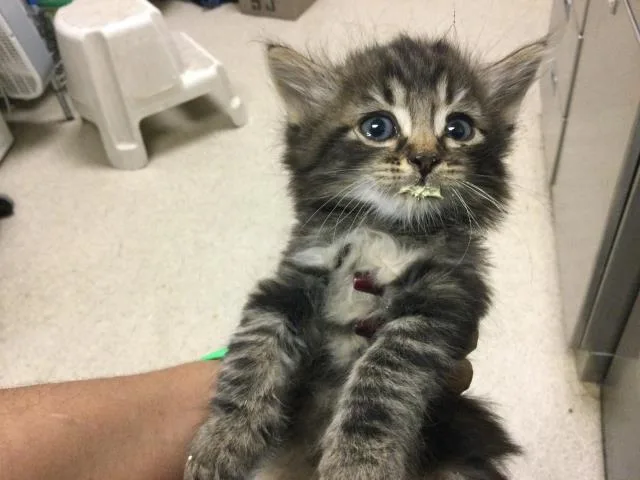 A baby small-sized male Domestic Long Hair cat named Tartar for adoption in Riverside, CA
