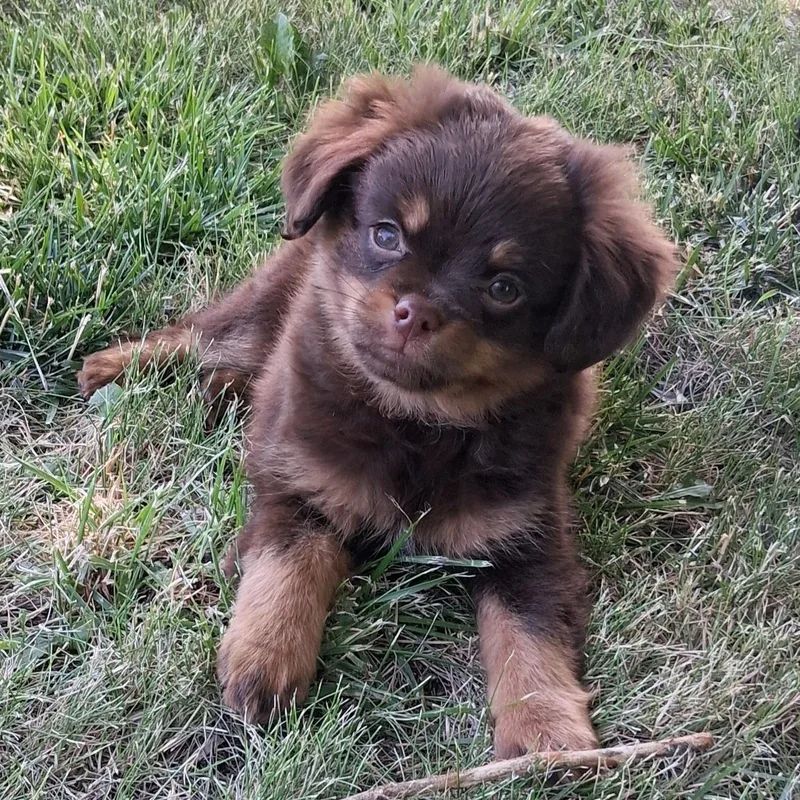 A baby small-sized male Brown / Chocolate Pomeranian dog named Cracker Jack for adoption in Fairmont, MN