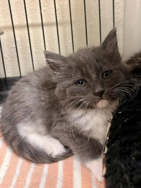 Yuki