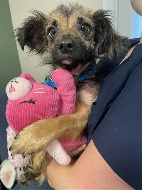 A young small-sized male Chihuahua dog named Bernie for adoption in Statesville, NC