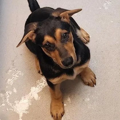 A baby large-sized female Black German Shepherd Dog dog named Piper for adoption in Bellingham, WA