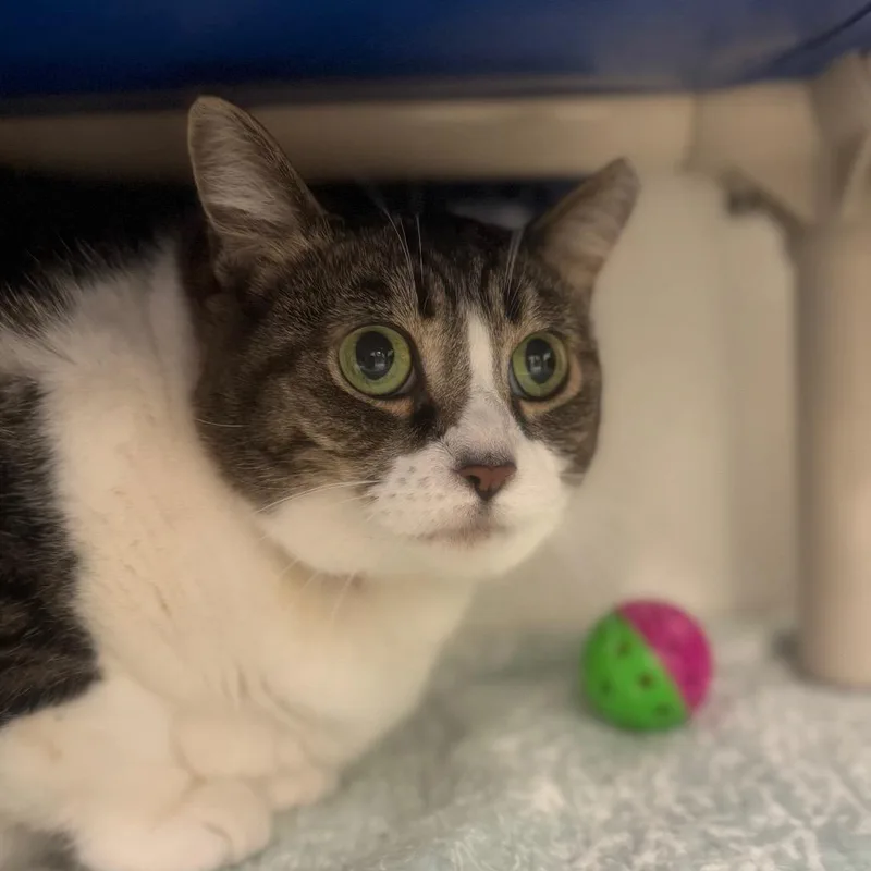 A senior large-sized female Black Domestic Short Hair cat named Misty for adoption in York, PA