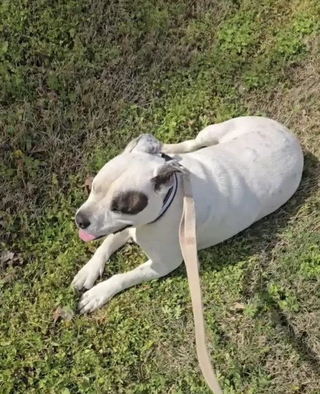 A young large-sized male Boxer dog named Pirate for adoption in Winston Salem, NC