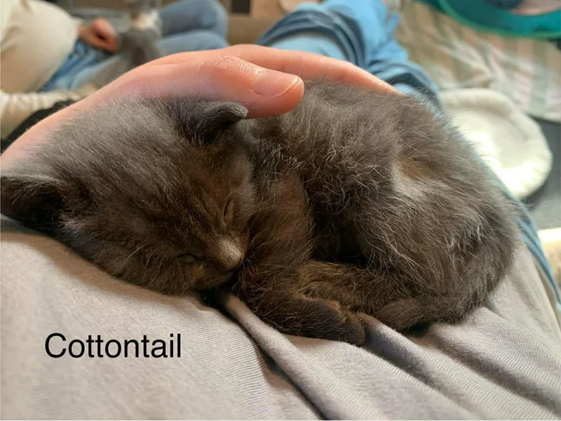 Cottontail thumbnail 2