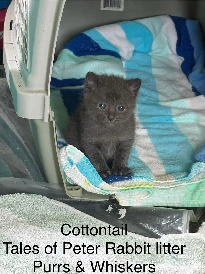 A baby medium-sized male Gray / Blue / Silver Domestic Short Hair cat named Cottontail for adoption in New Hartford, NY