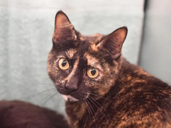 An adult small-sized female Domestic Short Hair cat named Cali for adoption in Portland, OR
