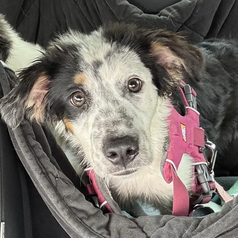 A baby medium-sized male Black Border Collie dog named Mak for adoption in Chatham, NJ