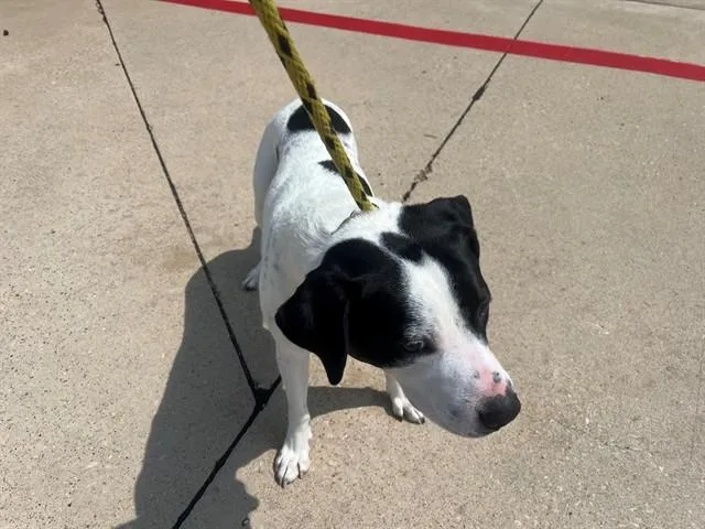 A young medium-sized male Pit Bull Terrier dog named Chip for adoption in Garland, TX