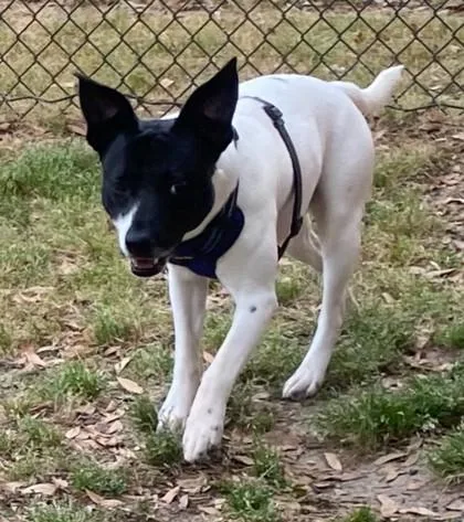 A young medium-sized male Pointer dog named Goober for adoption in Conway, SC
