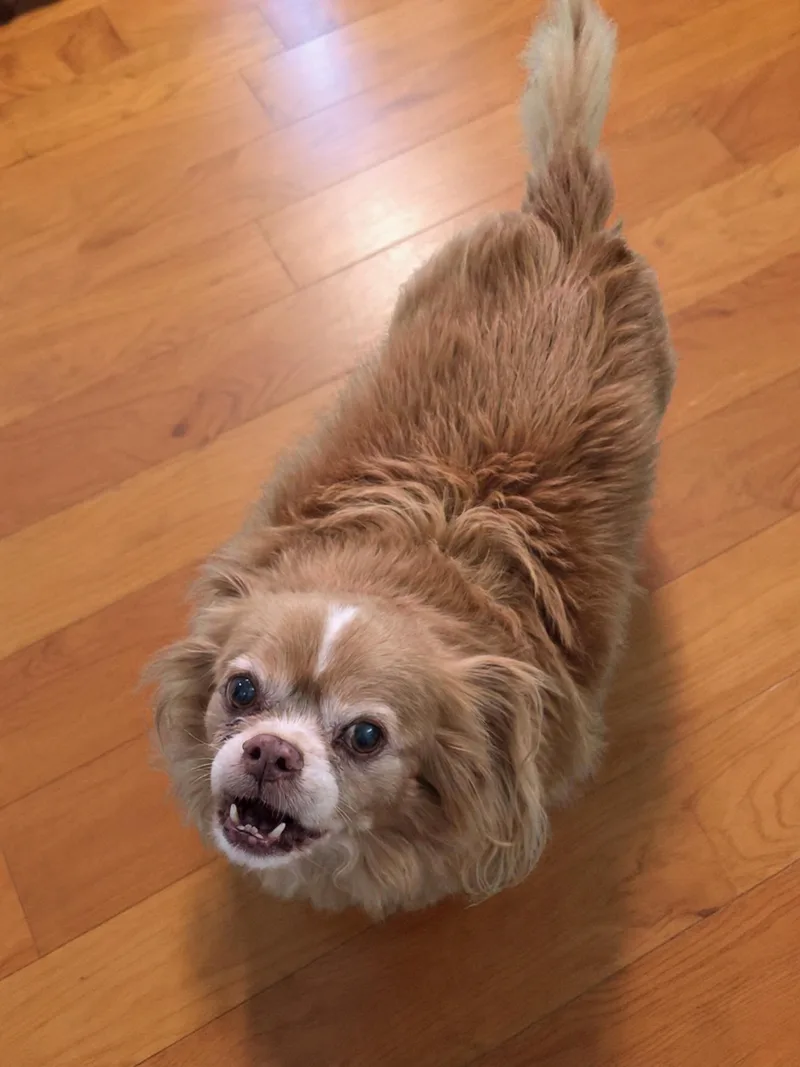 A senior small-sized male Merle (Red) Tibetan Spaniel dog named Pedro for adoption in Eustis, FL
