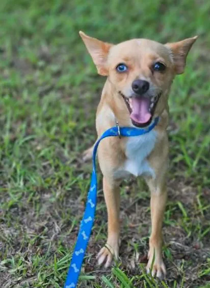 A young small-sized female Chihuahua dog named Midge Chi for adoption in Wakefield, RI