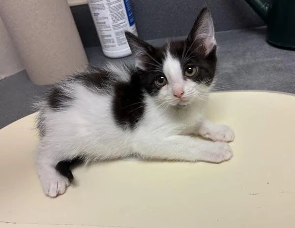 A baby small-sized male Domestic Short Hair cat named Sonnet for adoption in Kennewick, WA