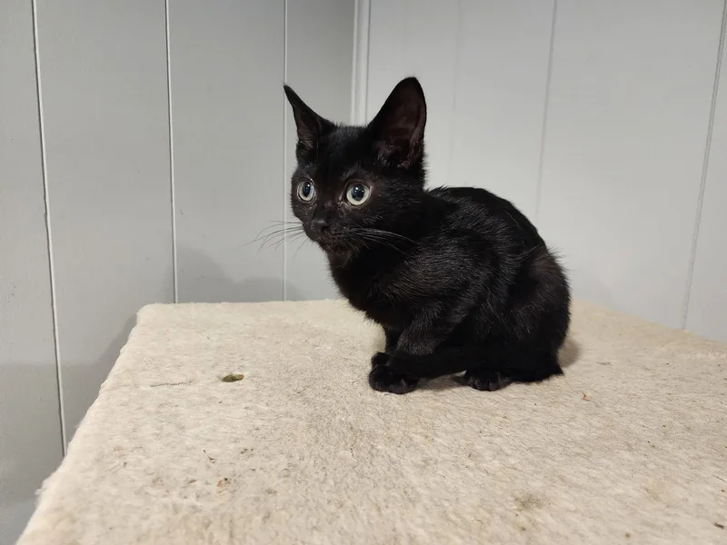A baby medium-sized female Black Domestic Short Hair cat named Oscar IIII for adoption in Wheaton, IL