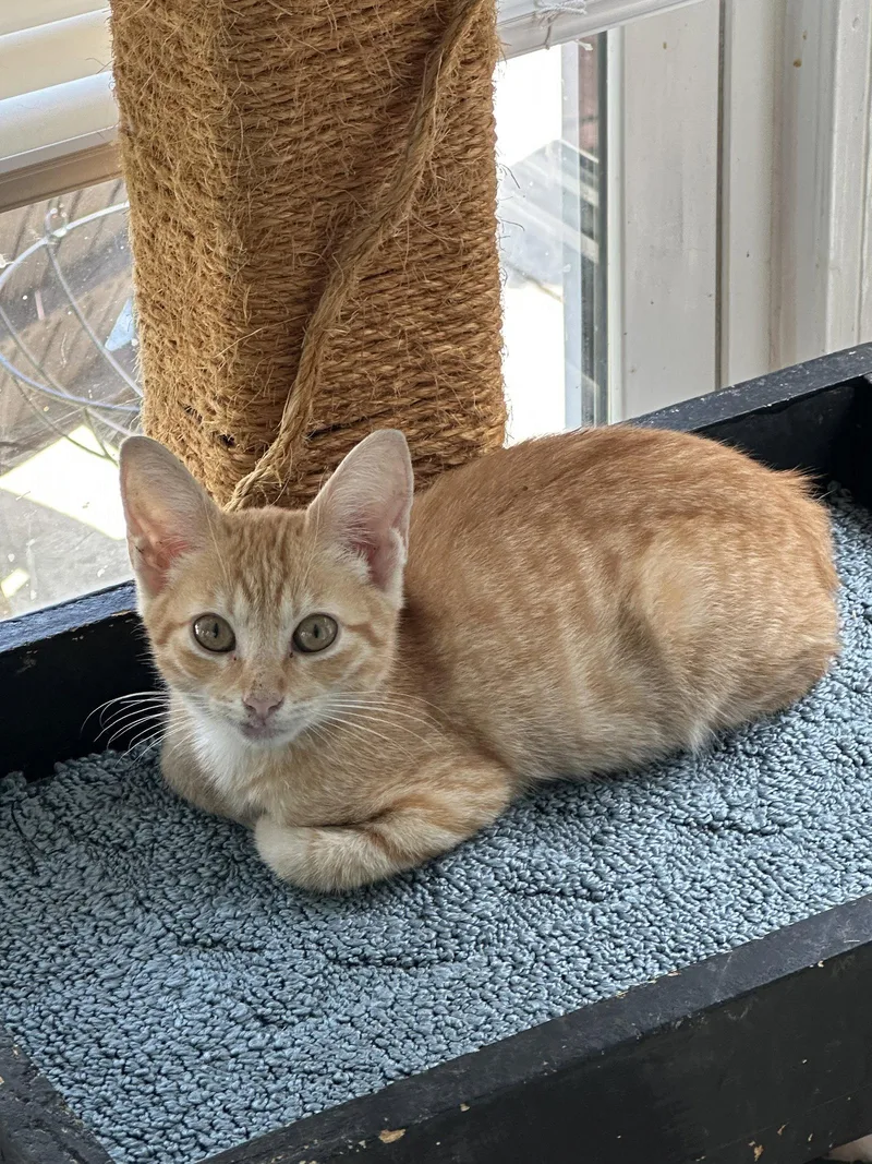 A young medium-sized male Domestic Short Hair cat named Danilo for adoption in Virginia Beach, VA