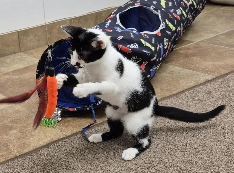 A baby small-sized female Domestic Short Hair cat named Spotty for adoption in South Bend, IN
