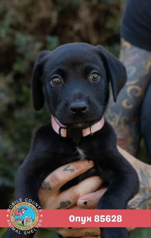 A young medium-sized female Black Labrador Retriever dog named Onyx for adoption in Mobile, AL