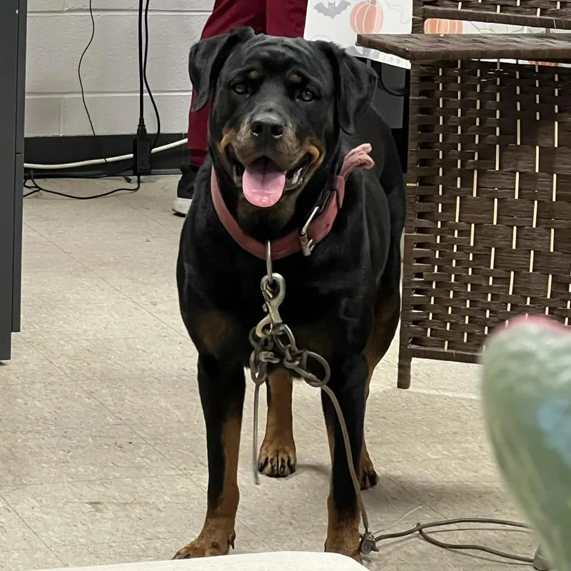 An adult large-sized female Black Rottweiler dog named Malora for adoption in East Saint Louis, IL
