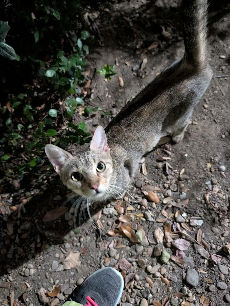 An adult medium-sized female Domestic Short Hair cat named Honey Bee for adoption in Dallas, TX