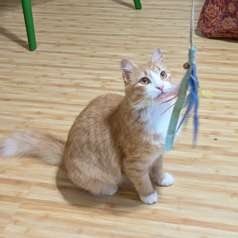 An adult small-sized female Orange / Red Domestic Medium Hair cat named Gingerella Afahstray for adoption in Volcano, HI