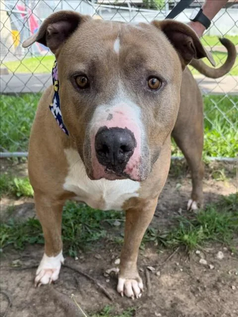An adult large-sized male Pit Bull Terrier dog named Hayden for adoption in Tulsa, OK