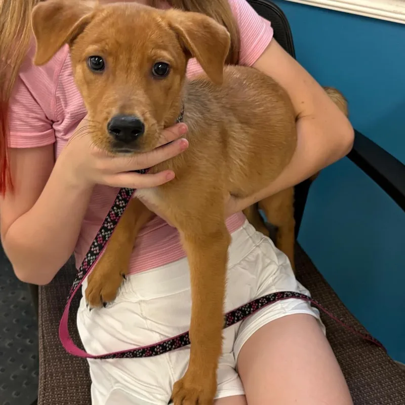 A baby small-sized female Golden Mixed Breed dog named StrayCarsonDrive for adoption in Columbus, GA