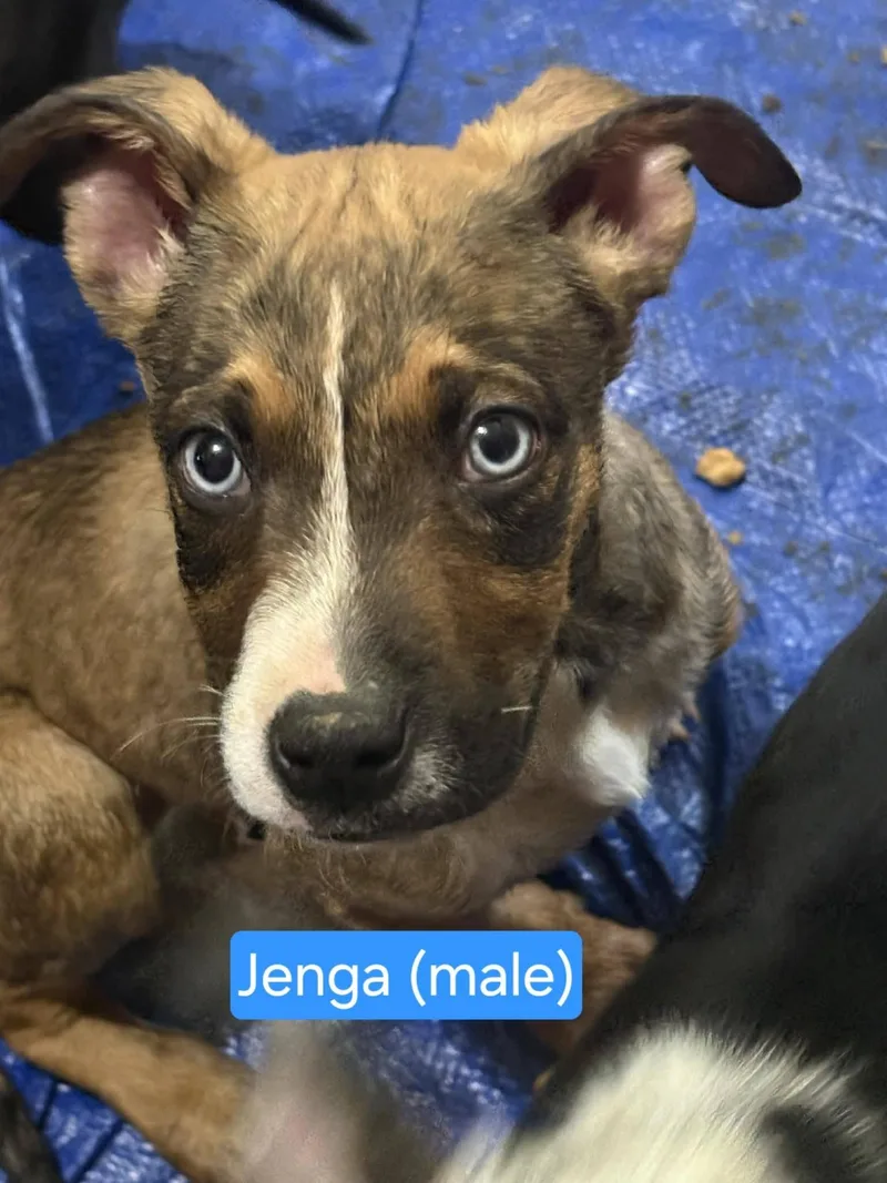 A baby small-sized male Bicolor Border Collie dog named Jenga for adoption in Blue Bell, PA
