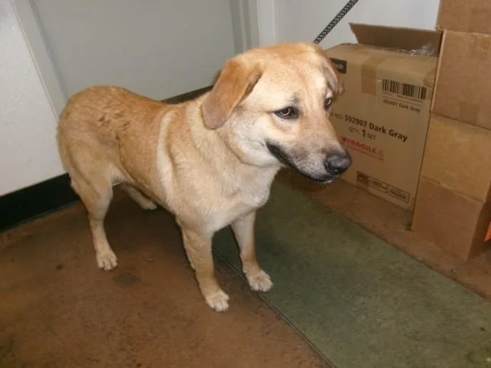 A young medium-sized female German Shepherd Dog dog named Brownie for adoption in Van Nuys, CA