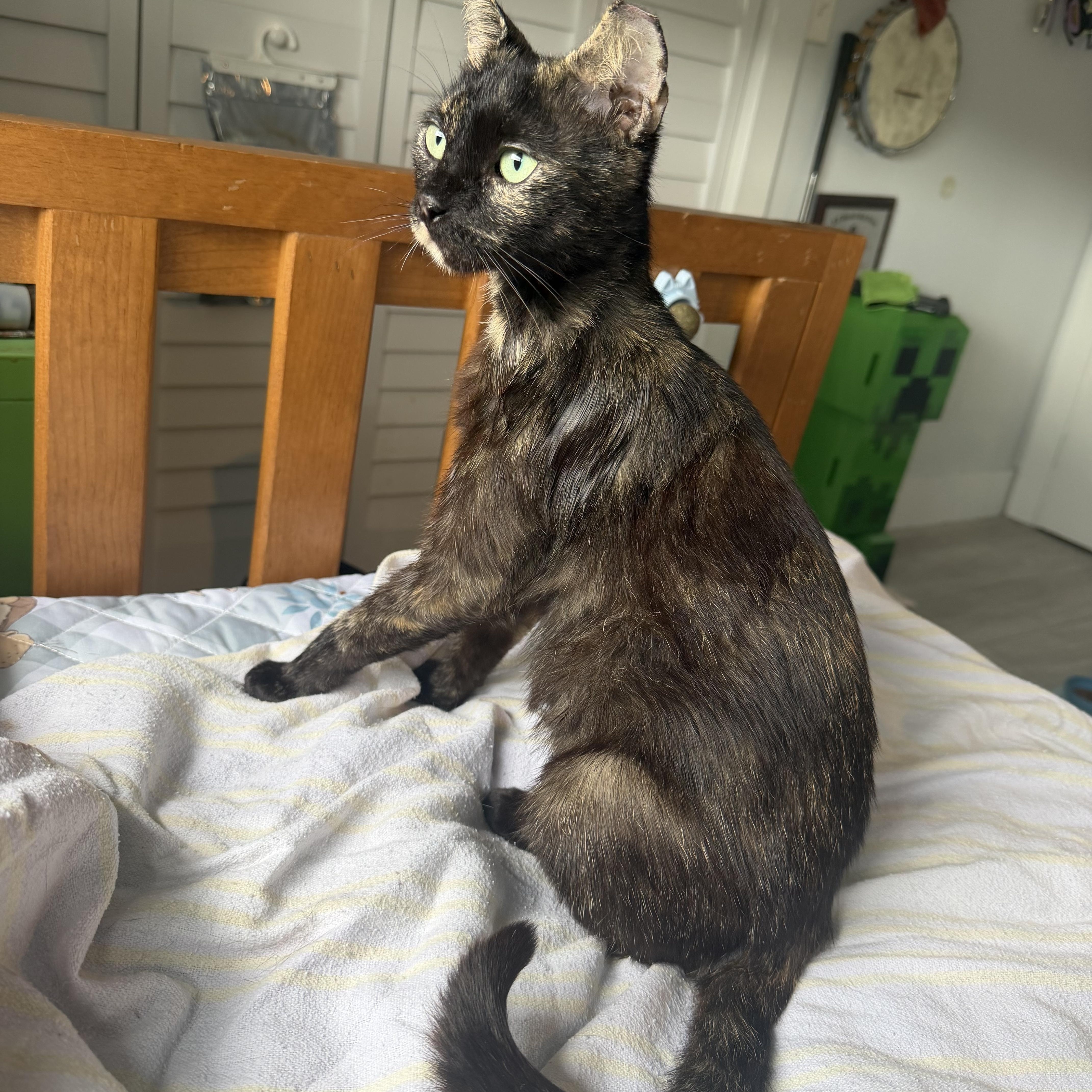 A young medium-sized female Tortoiseshell Domestic Short Hair cat named Lela for adoption in Boca Raton, FL