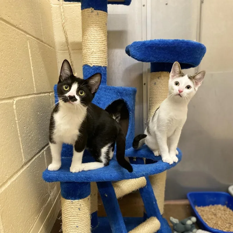 A baby small-sized male Domestic Short Hair cat named Yleano for adoption in Los Angeles, CA