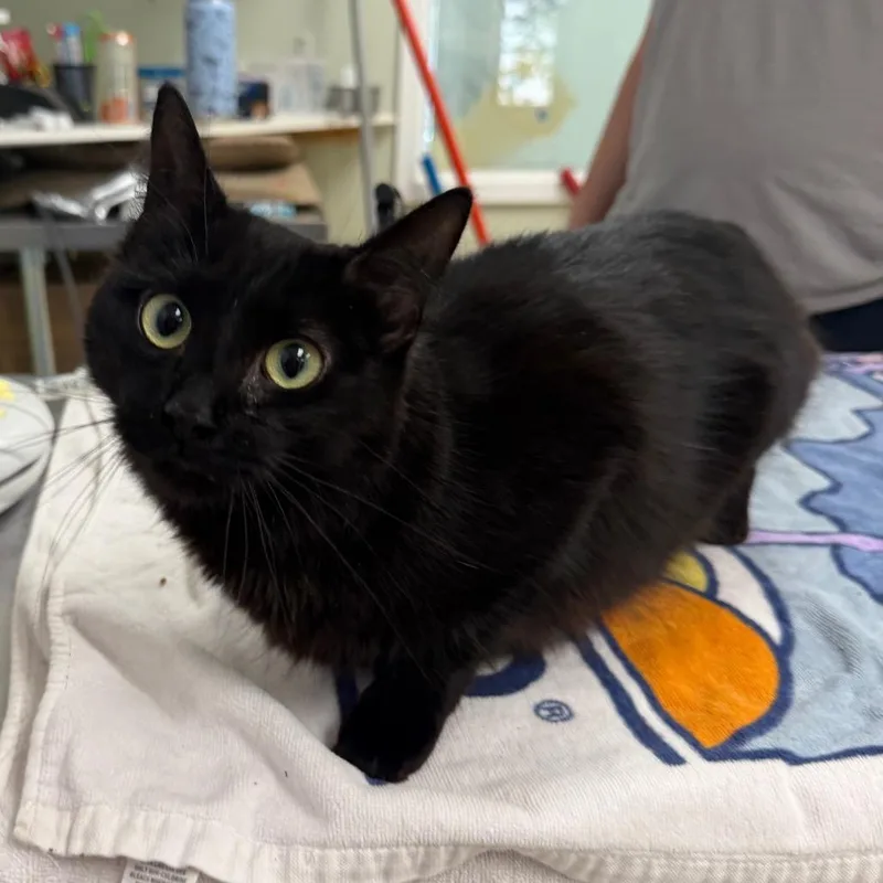 A young medium-sized female Domestic Medium Hair cat named Crossword for adoption in East Smithfield , PA