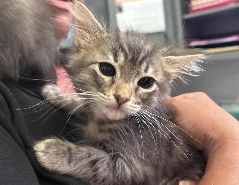 A baby small-sized female Tabby (Gray / Blue / Silver) Domestic Short Hair cat named Demelza for adoption in Columbus, IN