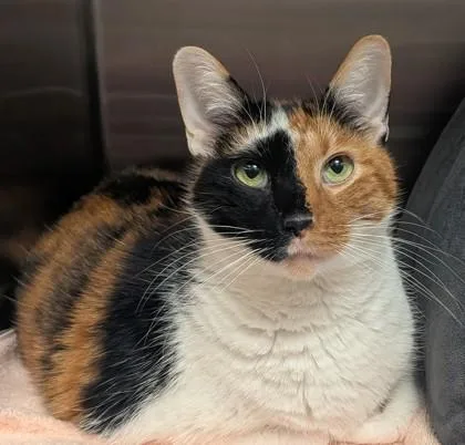 An adult medium-sized female Domestic Short Hair cat named Nutmeg for adoption in Fishers, IN